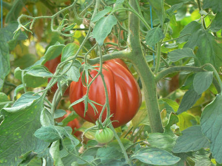 Tomato crop // Culture de tomates
